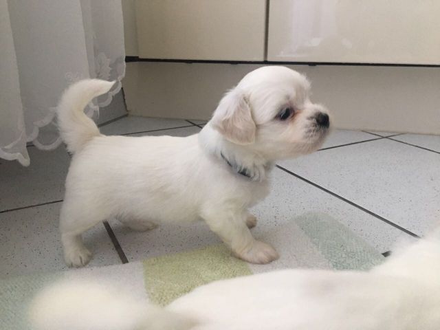 Maltesermix Welpen  - Hunde - Riegel