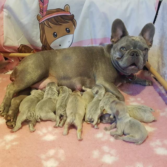 Bulldoggen Welpen lilac - Hunde - Tellingstedt 