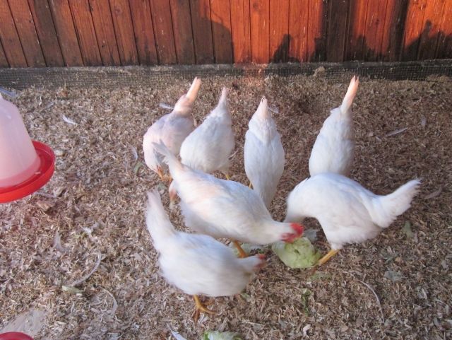 Bruteier von Original White Rock - Nutztiere - Marl