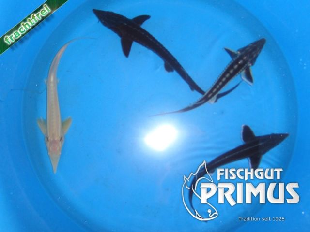 MINI-Störangebot - Größe 20-30 cm - Fische - Iserlohn