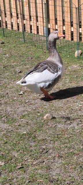 2 Landgänse in liebevolle Hände zu verschenken - Voegel - Deinstedt