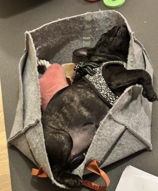 Französische Bulldogge in liebevolle Hände abzugeben.  - Hunde - Hannover 