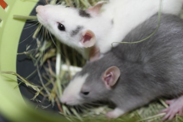  Dringend  2 weibliche,8 wochen alte Babyratten - Ratten - waiblingen