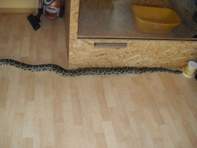 Tigerpython Männchen - Reptilien - Profen