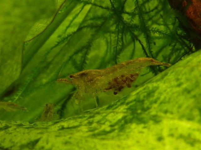 Zwergarnelen - Algengarnelen - Aquarien und Zubehoer - Riesa