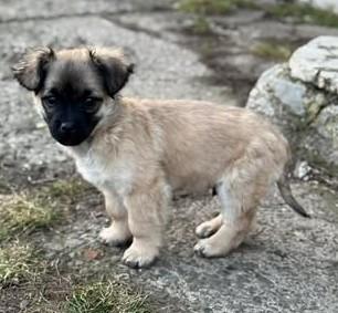 Hundekind Liviu - gerettet in letzter Minute - Hunde - Königsbach-Stein 