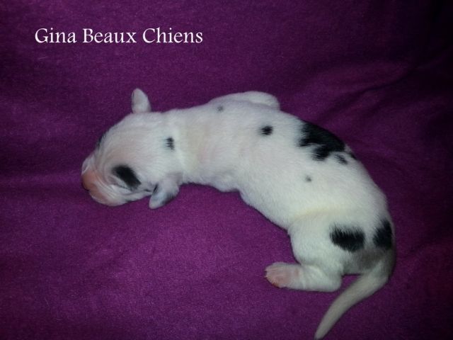 Deutsche Doggenwelpen - Hunde - Einhausen