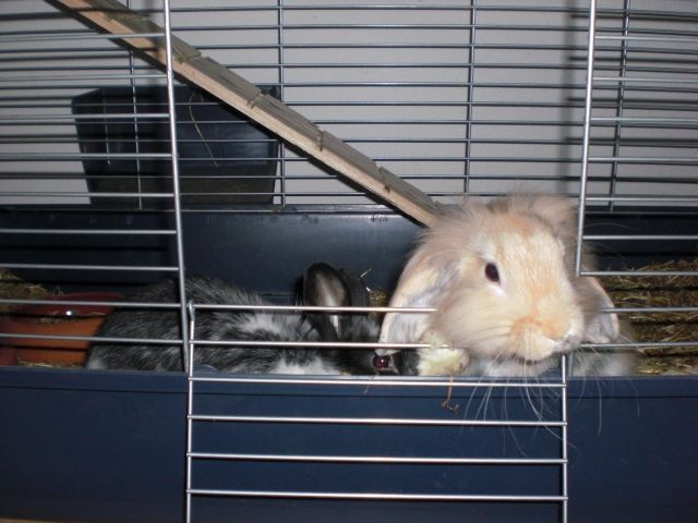 2 freche Zwergkaninchen suchen neues Zuhause - Hasen Kaninchen - Hannover