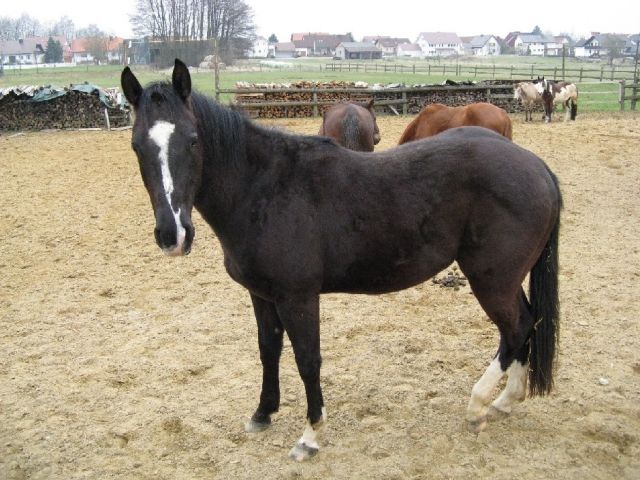 Quarter Horse Wallach - Pferde - 85309