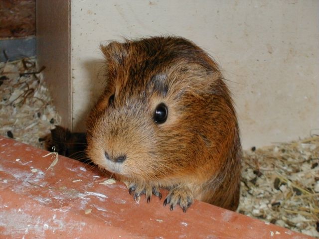 SOS MEERSCHWEINCHEN-BÖCKCHEN suchen neuen Möhrenspender - Meerschweinchen - Oberaudorf