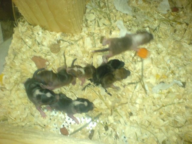 Rennmäuse zu verschenken - Maeuse - karben