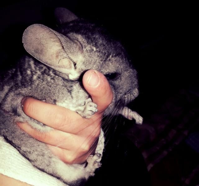 Süße Chinchillas zu verschenken - Nagetiere Allgemein - Marienwerder