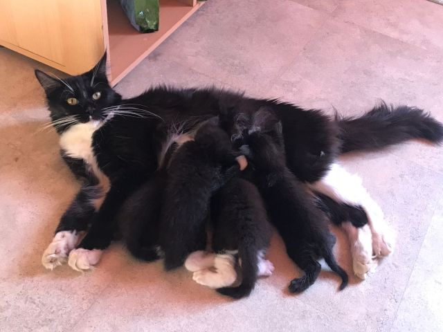 MAIN COON BKH MIX BABYS - Katzen - Crottendorf