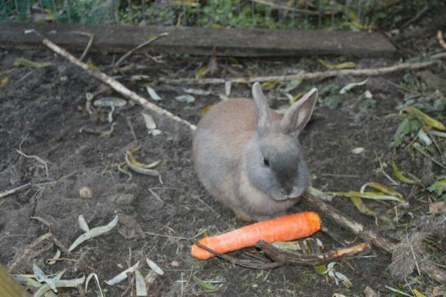 Zwergkaninchen zu verkaufen - Hasen Kaninchen - Nedlitz