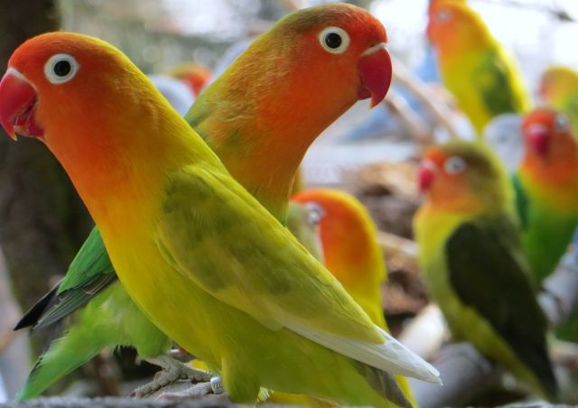 Verkaufe Pfirsichköpfchen - Voegel - Halle