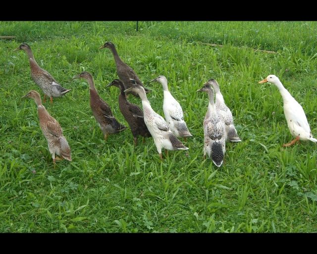 Wunderschöne Laufentenküken aus Naturbrut - Voegel - Bisingen