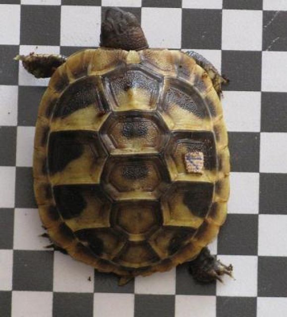 Grichische Landschildkröte - Reptilien - Grimma