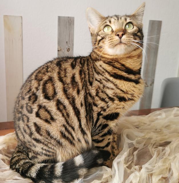 *Typvolle Schmuse-Bengale suchen Dich!* - Katzen - Zweibrücken 