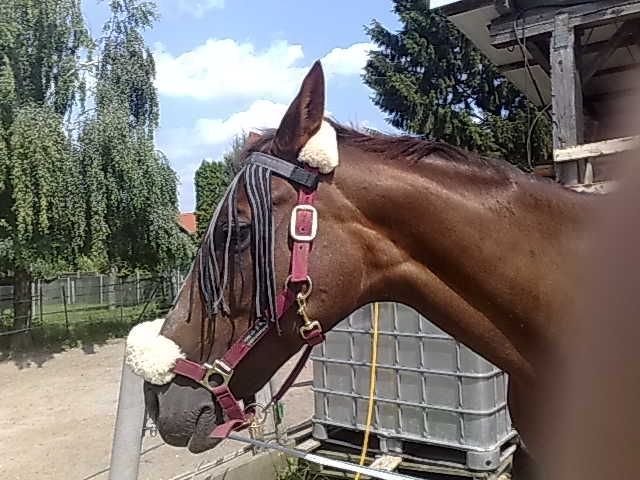 Suche Reitbeteiligung für liebe Hannoveraner Stute - Reitbeteiligung - Oberursel