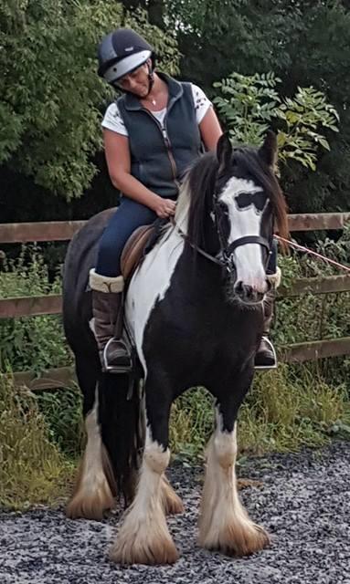  Tinker sucht neues zu Hause - Tinker - Stute - 5 Jahre - 155 cm - Pferde - Gütersloh