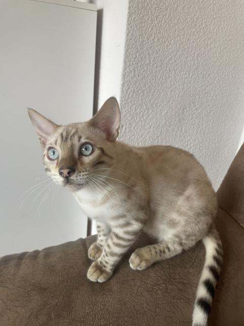 2 Bengal kitten mit Stammbaum suchen ein schönes Zu Hause  - Katzen - Frechen 