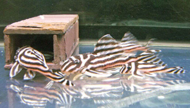 Qualität L046 Zebra Pleco - Fische - munich