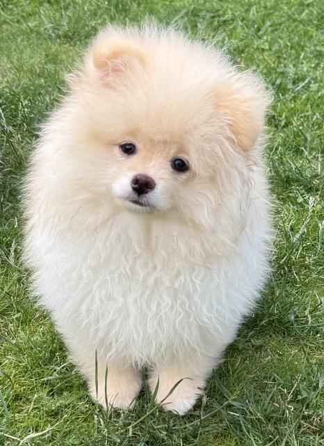 Pomeranian Zwergspitz Welpen - Hunde - Dipperz 