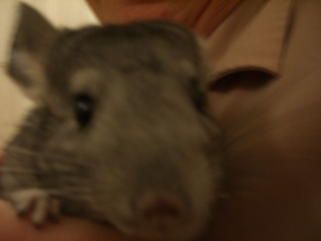 2 graue Chinchilla Damen  ca. 4 Jahre alt   - Nagetiere Allgemein - Dachau