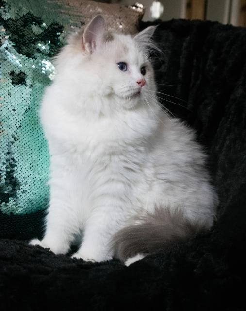 Ragdoll Kätzchen mit Papieren - Katzen - Thüringen