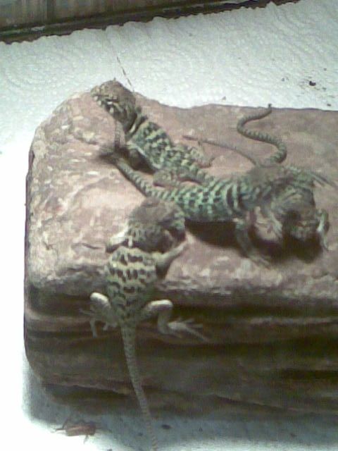 Halsbandleguane - Reptilien - Leupoldsgrün