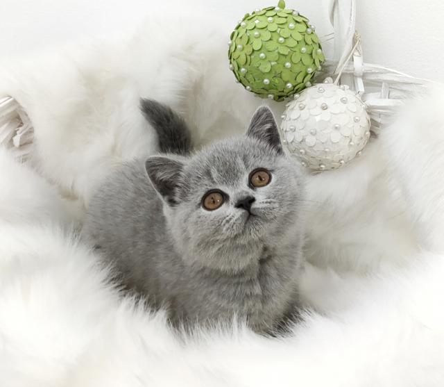 BKH Kitten mit dem exzellenten Stammbaum - Katzen - Malsch