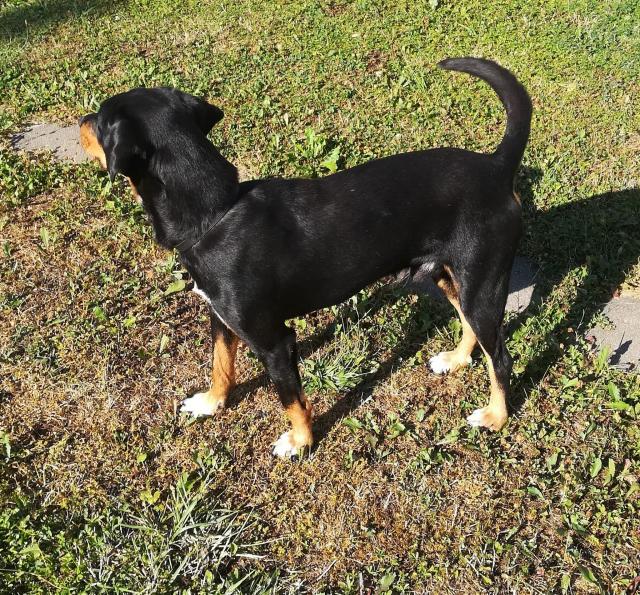Junger Hund abzugeben / Erdélyi Kopo /Bracke Laufhund - Mischlinge - Rheinau