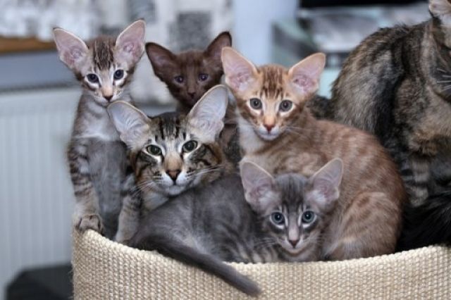 Orient. Langhaar Kitten - Katzen - Troisdorf
