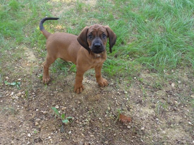 Reinrassige Schweißhundewelpen mit Papieren abzugeben - Hunde - Niederneisen