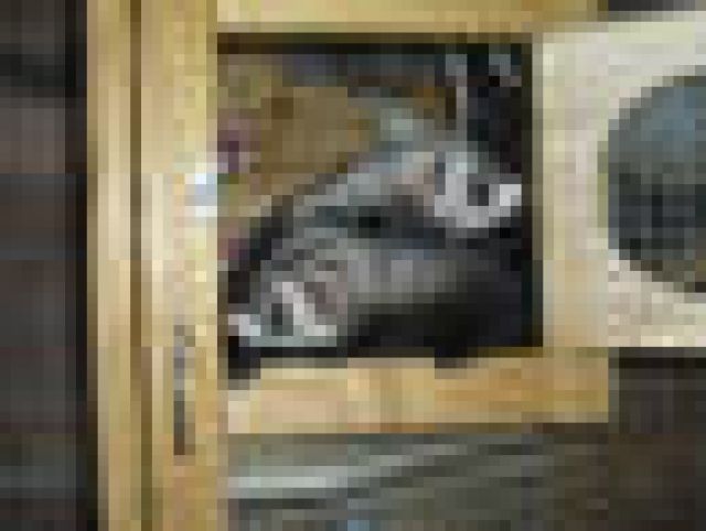 Frettchen, Männchen, 6 Monate - Frettchen - Bergisch Gladbach