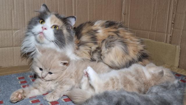 Maine Coon-Perser-Mix Kitten - Katzen - Frauenstein
