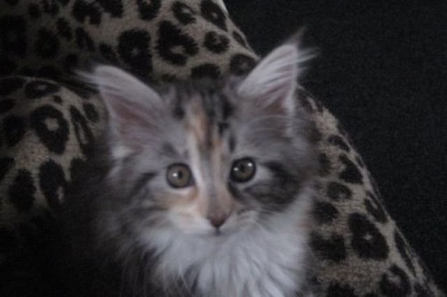 Maine Coon Kitten Geschwister Pärchen zu verkaufen - Katzen - Südlohn