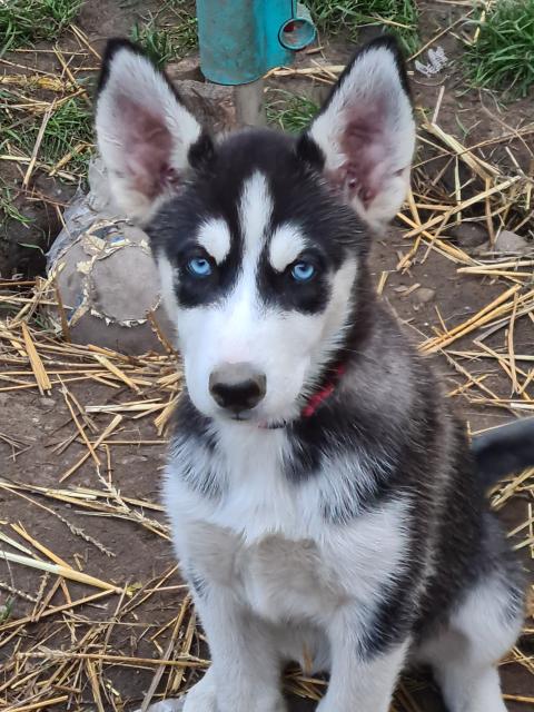 Huskywelpen in liebevolle Hände abzugeben - Hunde - Neustadt in Sachsen