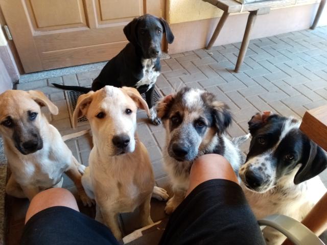 15 Wochen alte Hunde zu verkaufen  - Mischlinge - Worblitz