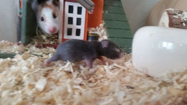 Goldhamster - Hamster - Celle