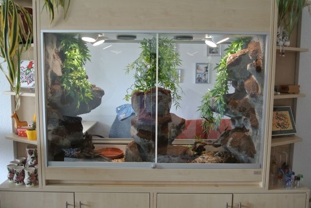 Verkauf eines Komplett Terrarium von HC mit 4 Kornnattern  - Terrarien - Stuttgart