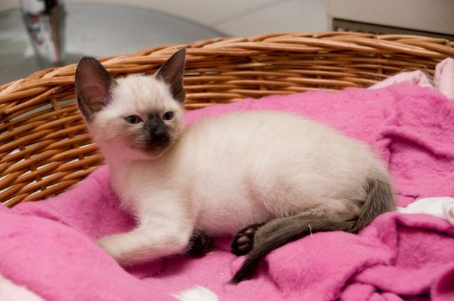 Reinrassige, süße und verschmuste Thai/Siamkitten sucht dringend ein neues Zuh - Katzen - Düsseldorf