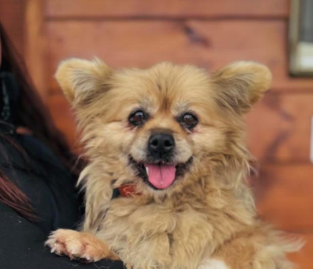 Fettucine sucht ein ruhiges Zuhause - Hunde - Nova Bana