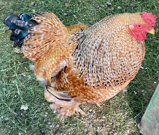 Brahma-Zuchtstamm  - Nutztiere - Buchloe