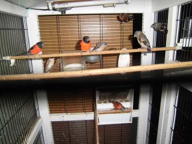 3,4 Kapuzenzeisige - Voegel - Stendal