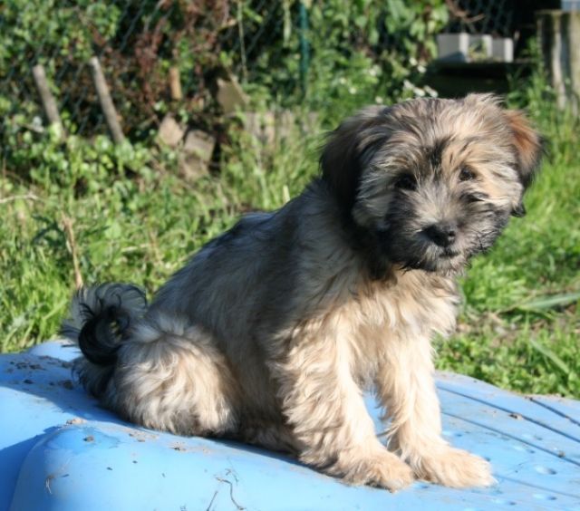 Tibet Terrier Welpen - Hunde - Xanten