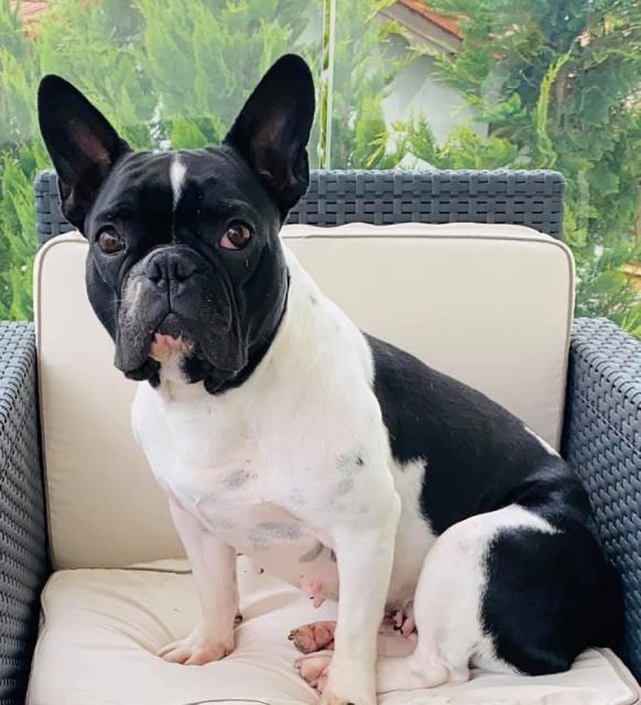 Französische Bulldogge  - Hunde - Tacherting 