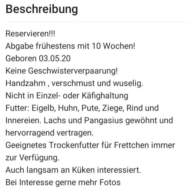 Frettchen Welpen  - Frettchen - Gammertingen 