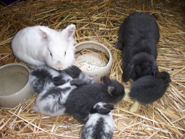 Süße Zwergkaninchenbabys zu verschenken  - Hasen Kaninchen - Steinheim