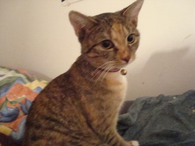 Katze gegen Schutzgebühr - Katzen - Hof